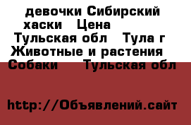  девочки Сибирский хаски › Цена ­ 5 000 - Тульская обл., Тула г. Животные и растения » Собаки   . Тульская обл.